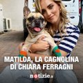 Matilda, la cagnolina di Chiara Ferragni