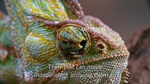 Chameleons are fascinating creatures