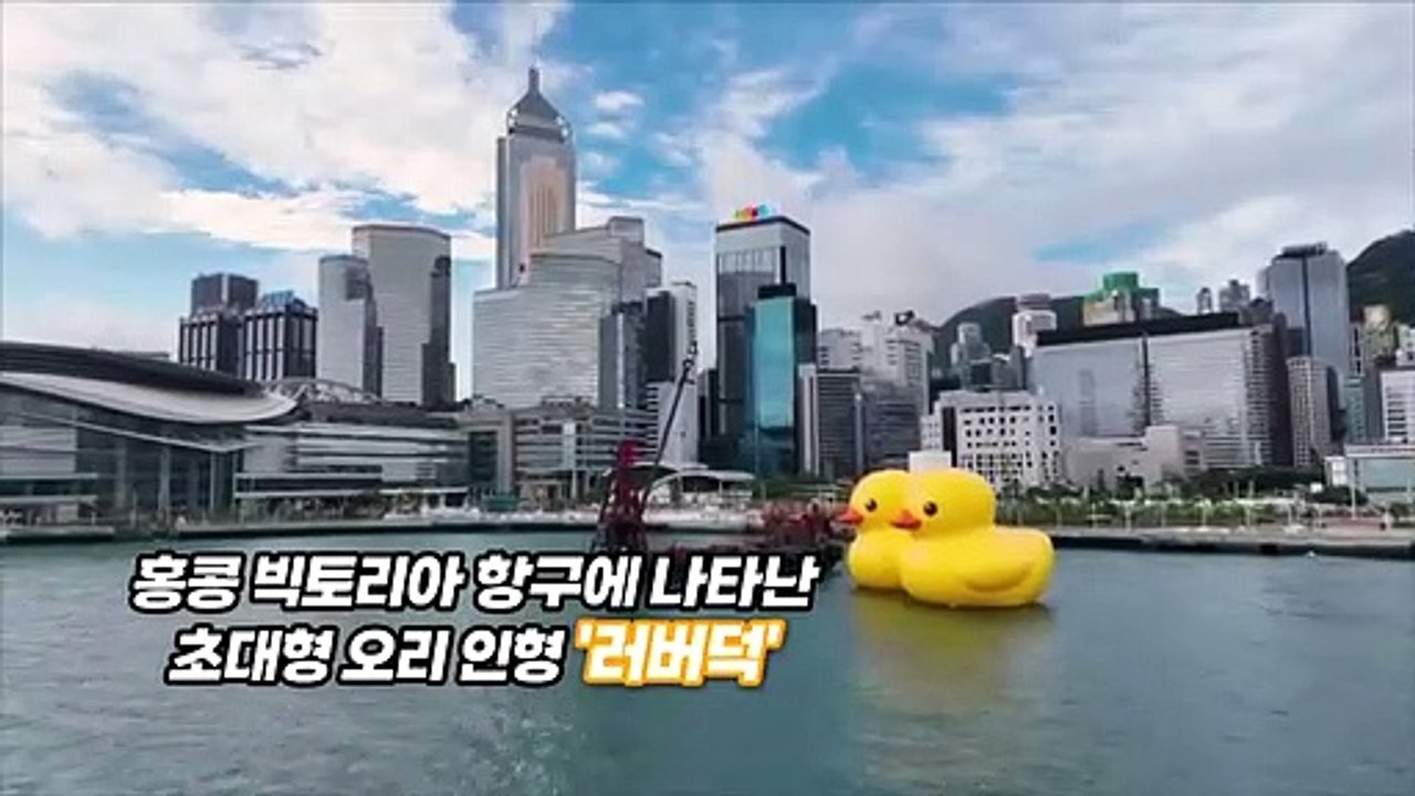 [지구촌톡톡] 10년만에 돌아온 러버덕…"더위에 녹아쪄"