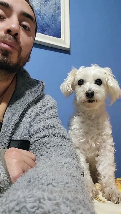 Delightful Dancing Doggy
