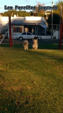 Los perritos jugando en El Hongo , Tacuarembó, Uruguay (junio 2023)