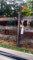 Mule Practices His Opera Singing