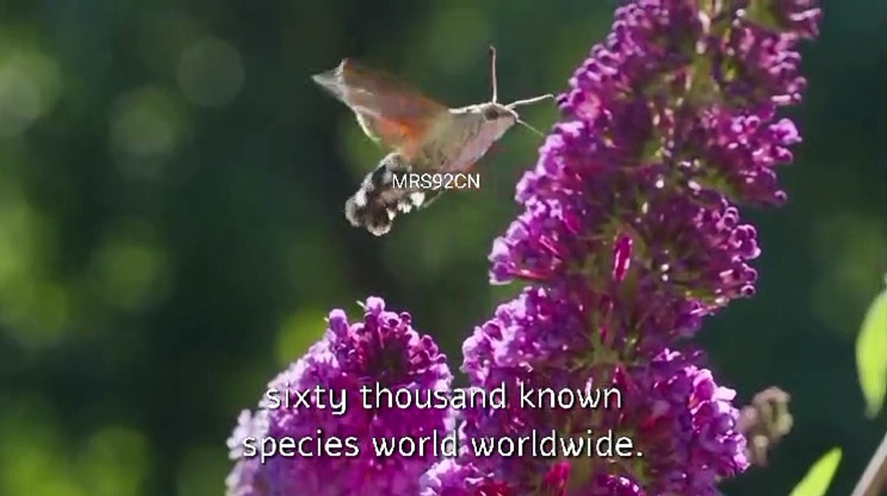 Insects, often overshadowed by their more attractive relatives, the