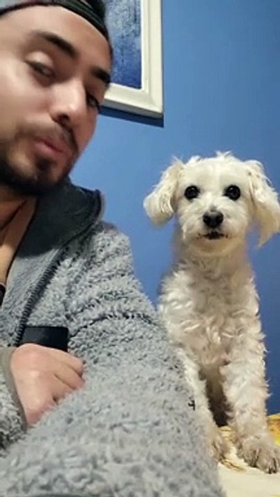 Delightful Dancing Doggy