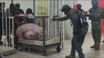 Maiali in gabbia e galli da combattimento nella prigione di Bellavista