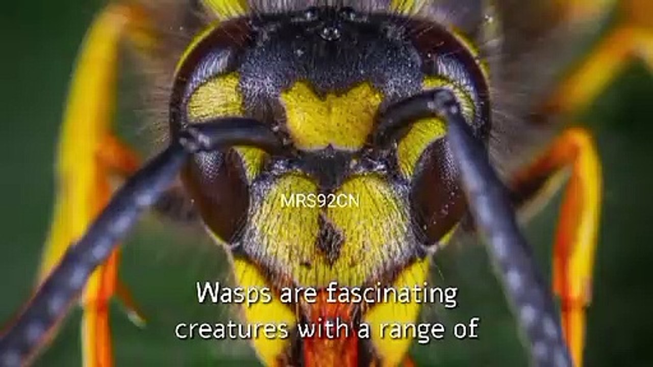 Wasps, the fascinating insects of the order Hymenoptera, possess several intriguing characteristics.