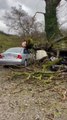 Cars Get Destroyed After Tree Falls on Them During Storm in Monaghan, Ireland