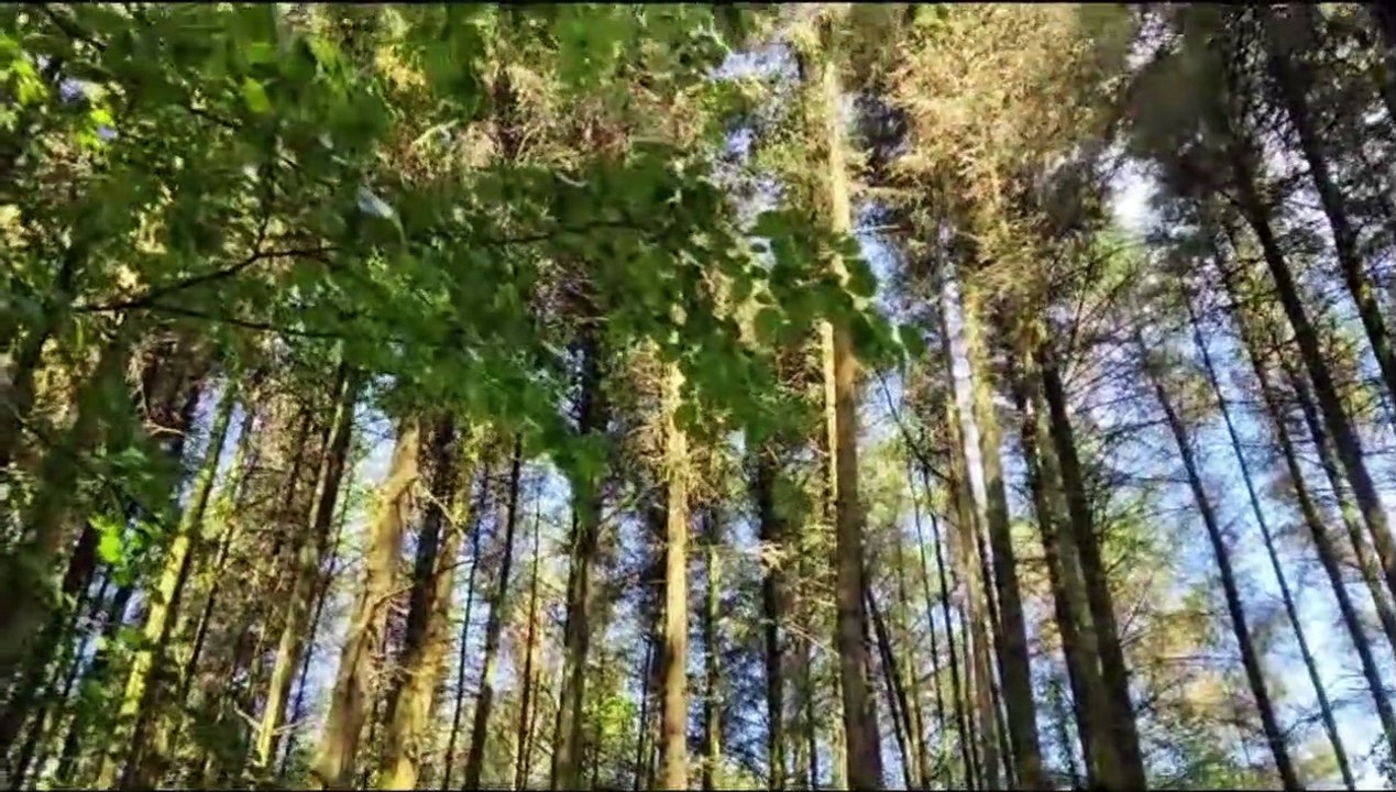 Ballyarnett Country Park and Amelia Earhart historic trans_Atlantic landing spot