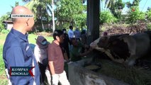 Sapi Kurban di Bengkulu Dipastikan Bebas Dari Penyakit