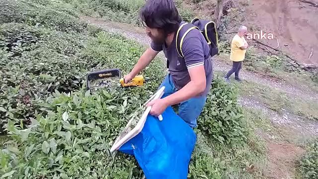 Artvinli çay üreticisi Yaşar Topal: Gürcü vatandaş buraya çay toplamaya girmedi, çok az var