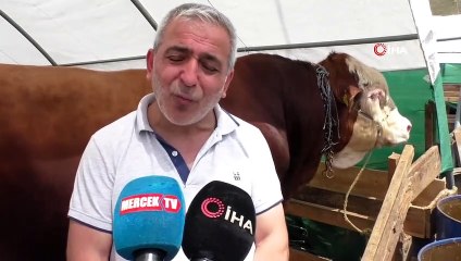 1.5 tonluk kurbanlık! Ağırlığı kadar fiyatı ve ismi de dikkat çekiyor