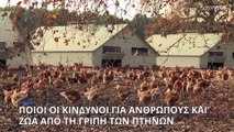 Ποιοι είναι οι κίνδυνοι από την γρίπη των πτηνών για ζώα και ανθρώπους