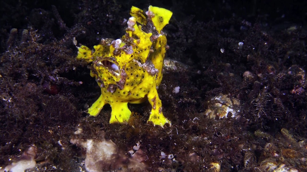 Warty Frogfish Hunts for a Meal