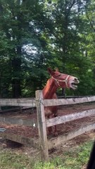 Mule Practices His Opera Singing
