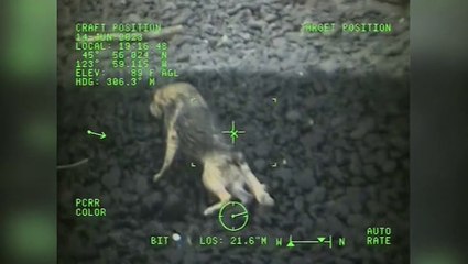 Watch as rescuer battles huge waves to save stranded dog who fell 90m off cliff