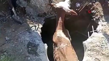 La vache qui est tombée dans la fosse a été secourue après 2 heures de travail