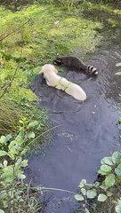 Golden Retriever Cools Off With Her Raccoon Friends