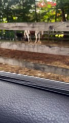 Mule Practices His Opera Singing