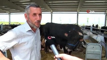 Mille veau de 100 kilos est en vente pour le prix d'une voiture