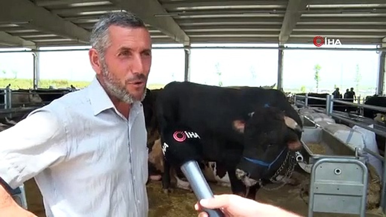 Mille veau de 100 kilos est en vente pour le prix d'une voiture