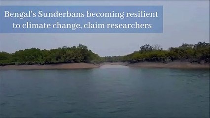 Bengal's Sunderbans becoming resilient to climate change, claim researchers