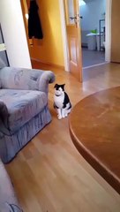 cat Cutest thing you'll see today