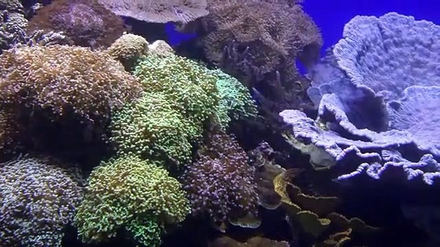 Les oursins qui ont survécu à une épidémie mortelle en mer Rouge sont protégés en Israël