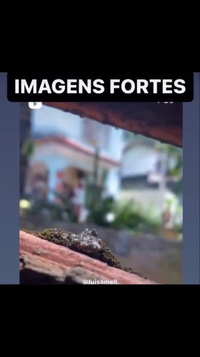 Passeadora de cães é filmada agredindo cachorros a pauladas