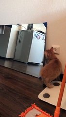 Kitten Plays With Mirror Reflection
