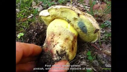 Boletus albidus. English Text 3