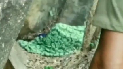 नर्मदापुरम: वाघ ने किया महिला का शिकार, ग्रामीणों में दहशत, लोगों ने की ये मांग