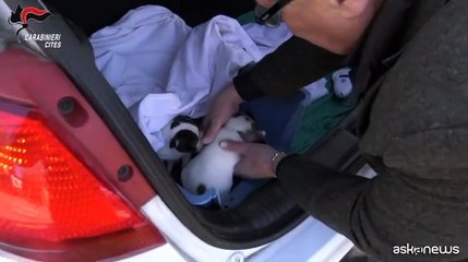 Fermato traffico illegale di bulldog francesi dalla Romania al Veneto