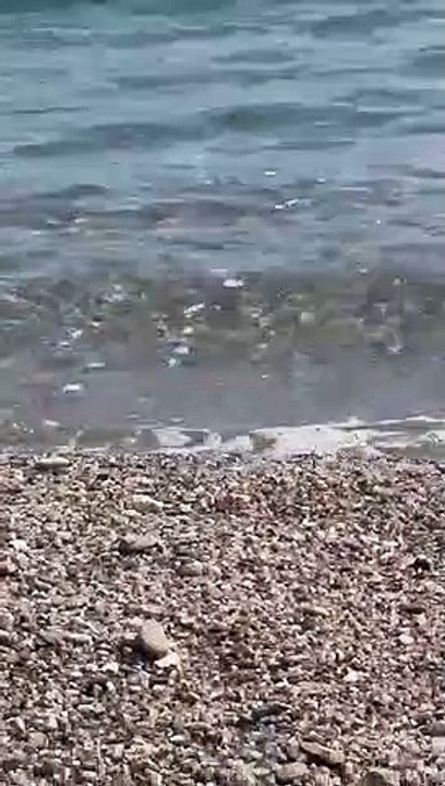 Squalo a pochi metri dalla riva, paura tra i bagnanti a Oliveri. Ma è una verdesca innocua