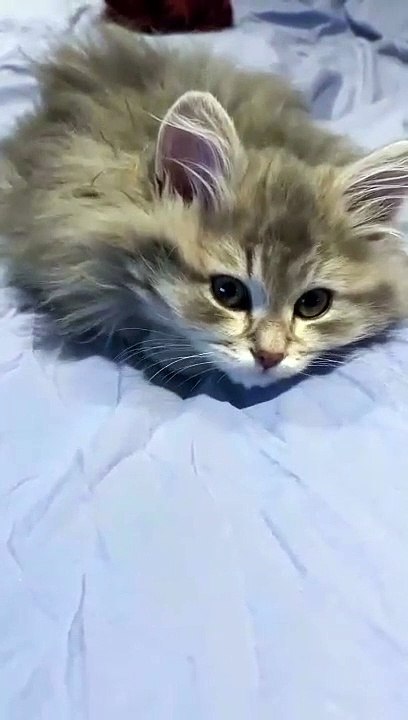 cat Cutest thing you'll see today
