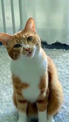 cat Cutest thing you'll see today