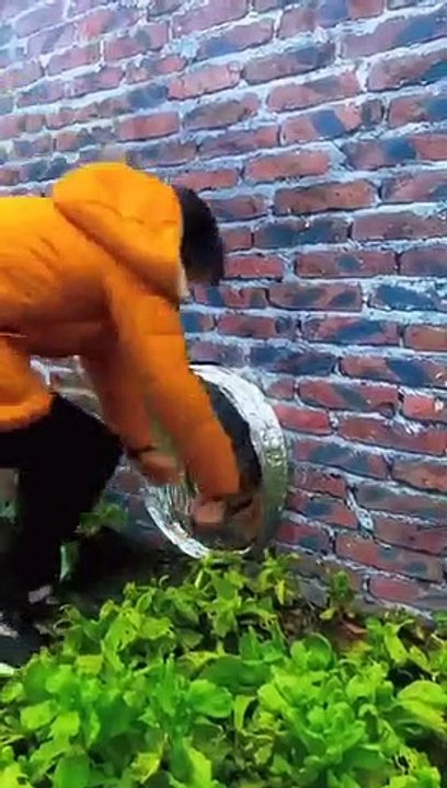_Budhha_huwa_pinjre_mein_ked__Funny__Video__#shorts_#funnyvideo_#comedy_#viral(360p)