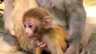 Newborn baby monkey