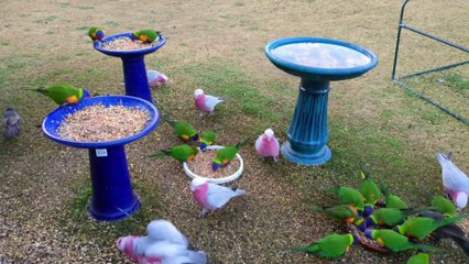 New parrot Video best parrot funny parrot taking parrot
