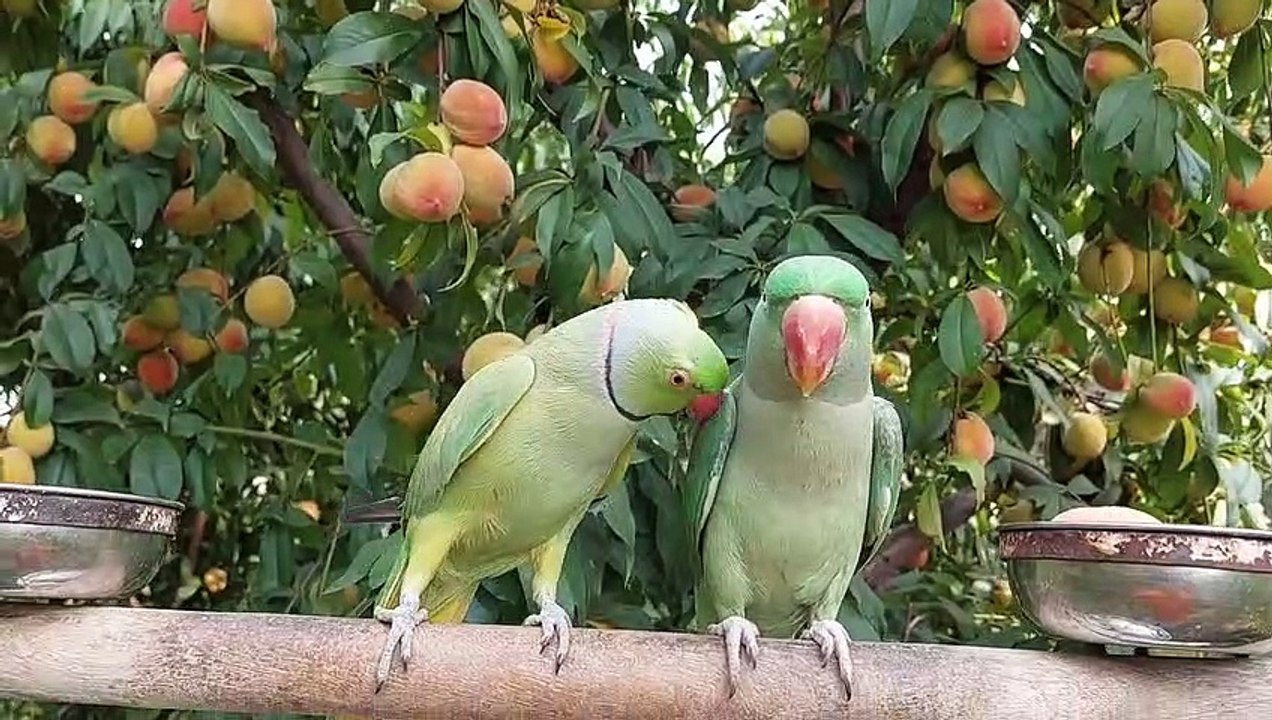 Amazing Talking Parrots Eating Fresh Peaches From Tree