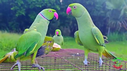 Funny Parrot Talking Video