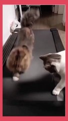 Funny cat videos _ cute cats _ Try not to laugh _ Cat videos Compilation #shorts