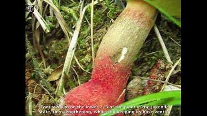 Boletus calopus. English Text 3