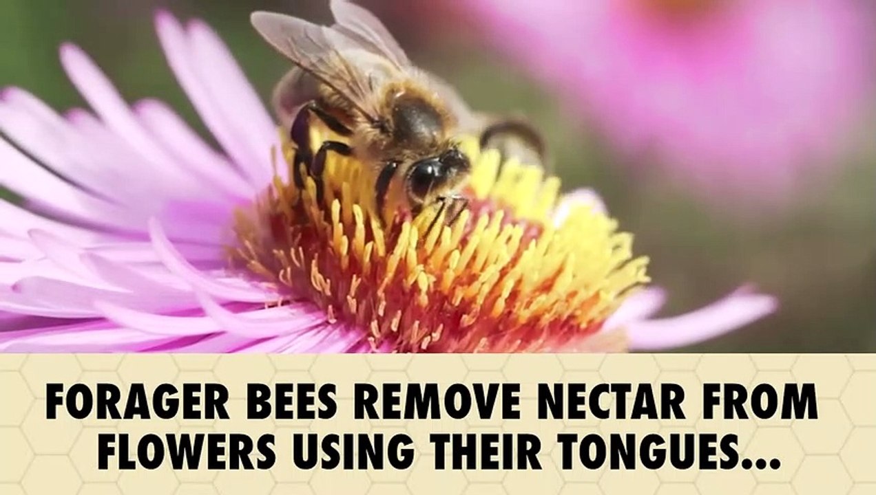 WTF Is Honey