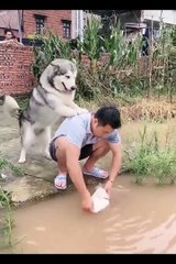 Try Not To Laugh Challenge - Funny Cat & Dog Vines compilation 2023