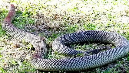 Which Animals Will Kill You in Your Sleep!