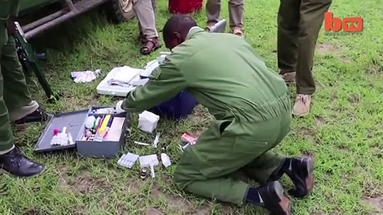 L!oness Wounded By Buffalo Is Rescued By SkyVets