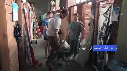 ملجأ حيوانات في كييف شاطئ أمان لقطط وكلاب أُنقذت من فيضانات أوكرانيا