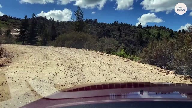 Millions of 'nightmarish' Mormon crickets invade cities _ USA TODAY