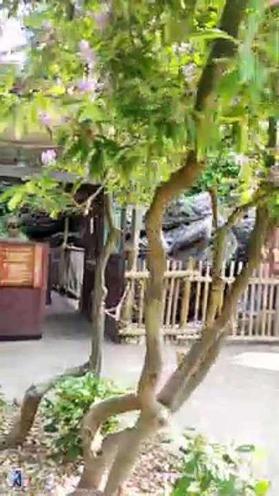 Voir la Tour Eiffel à Disneyland Paris !