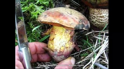 Boletus luridus. English Text 3